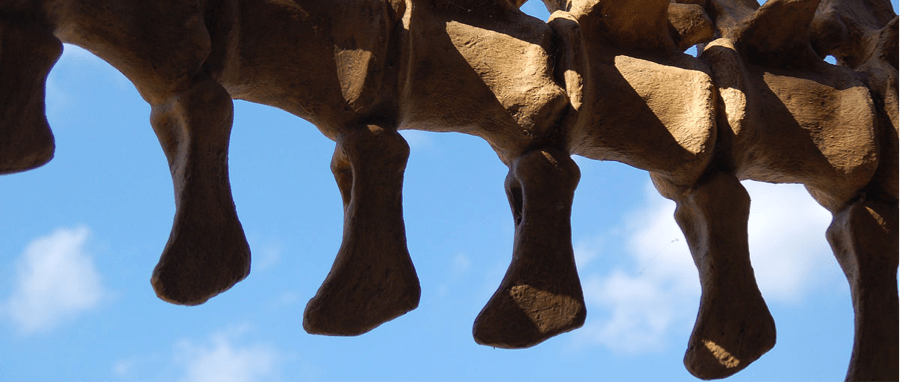 dinosaur spine