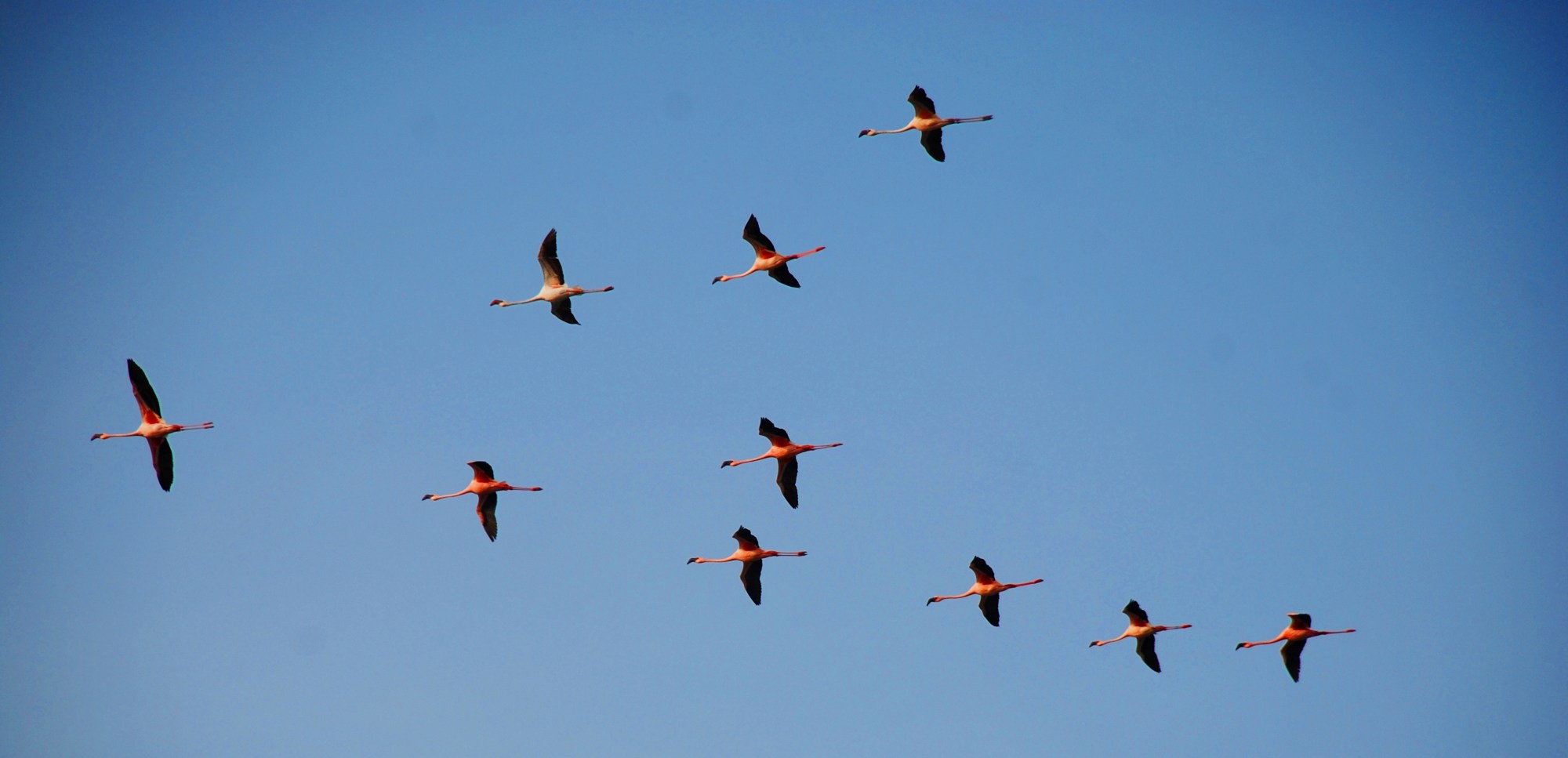 flying flamingo flock