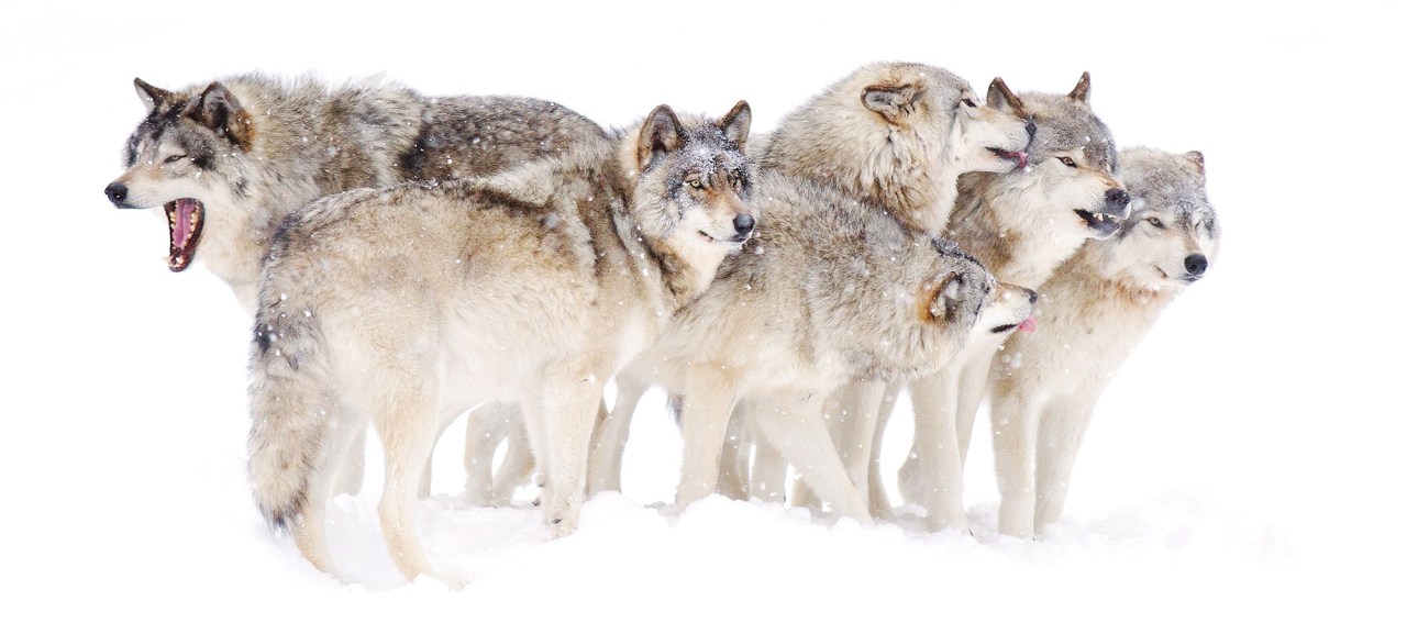 wolf-pack.jpg