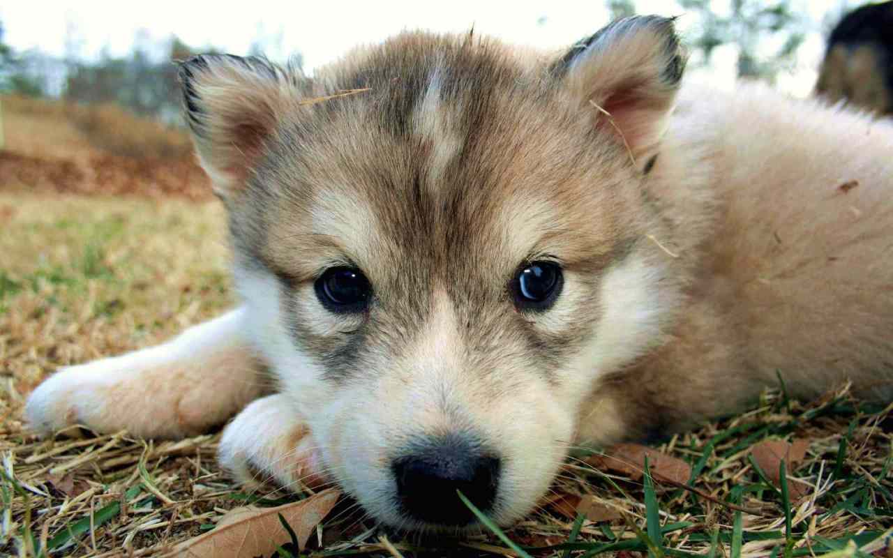 wolf pup